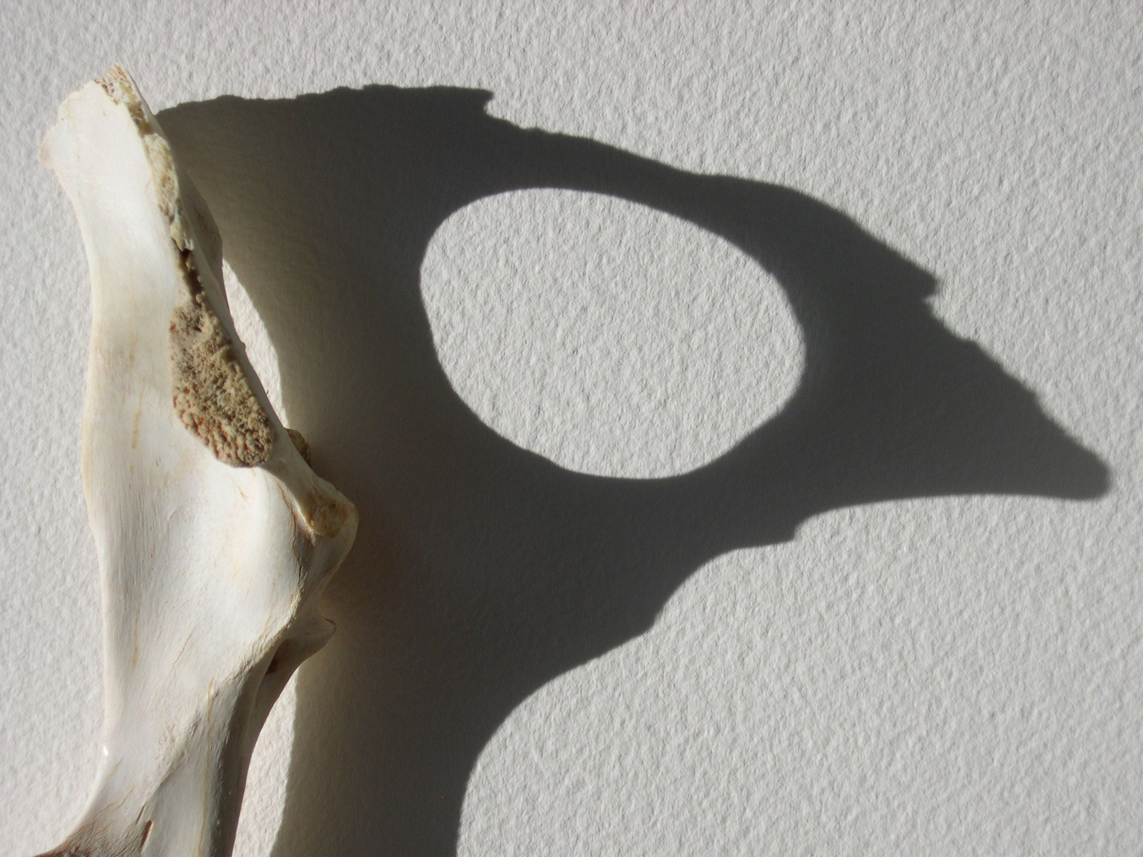 digital reflection on light and time with remains collected in Sedona, Arizona