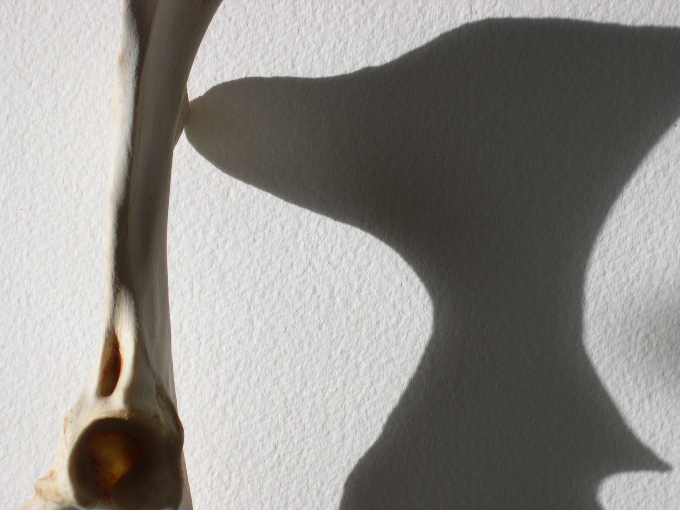 digital reflection on light and time with remains collected in Sedona, Arizona