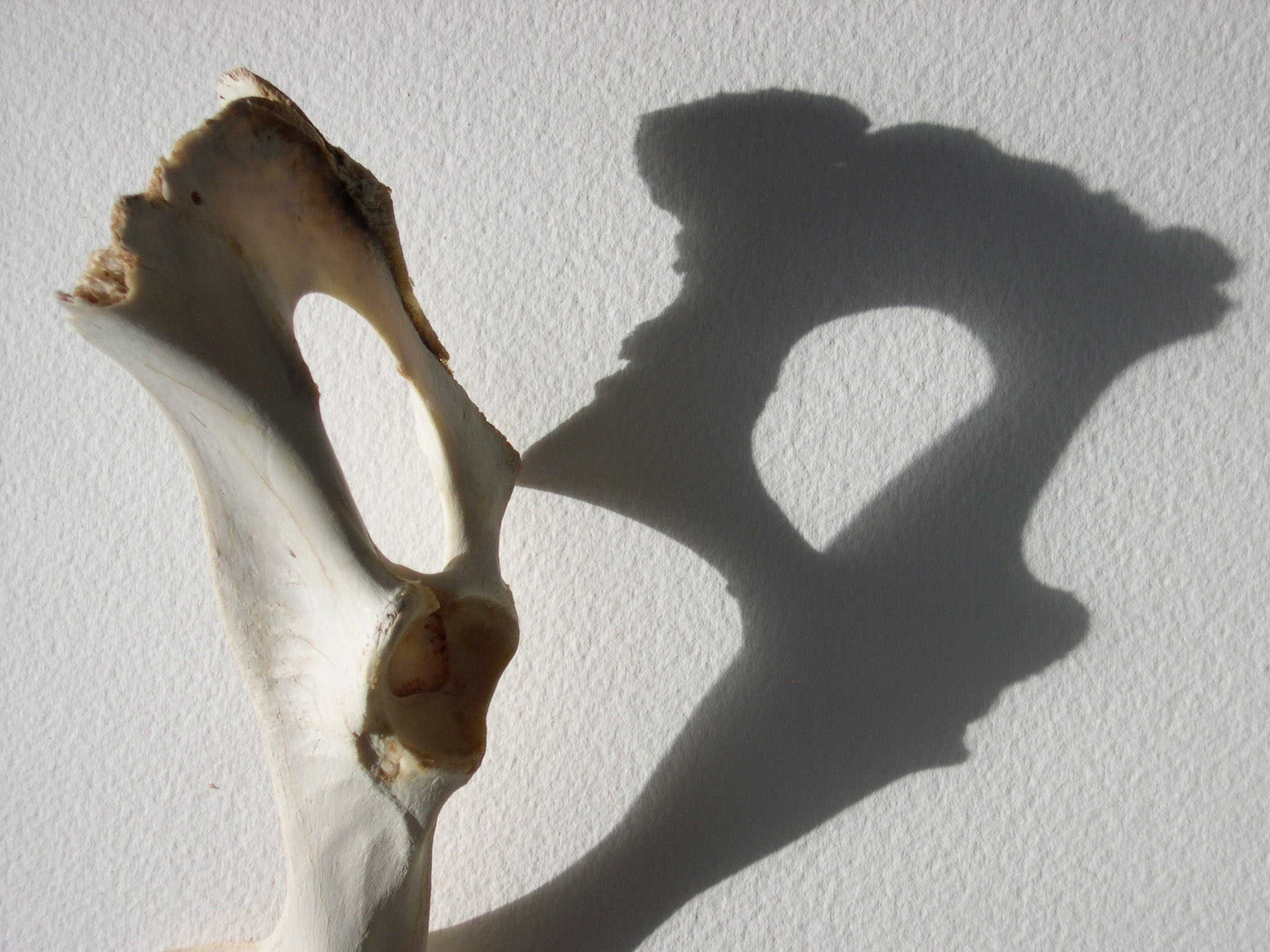 digital reflection on light and time with remains collected in Sedona, Arizona