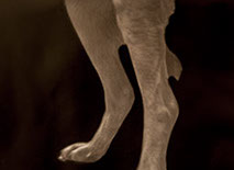 the legs of my sweet dog Dewy